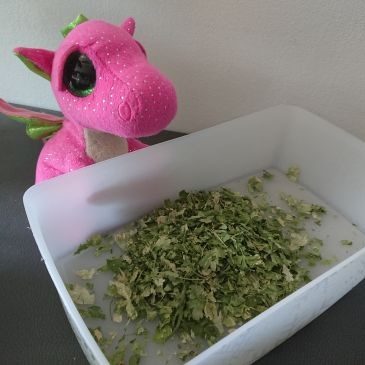 Jak ususzyć natkę pietruszki?