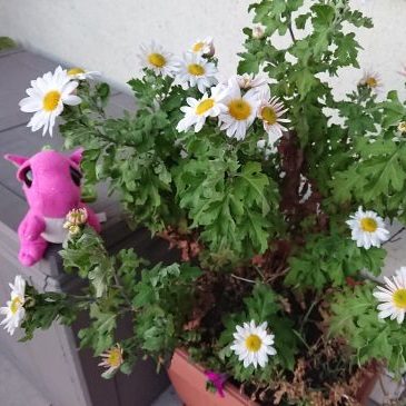 Jak wykorzystać żywność, która by się zmarnowała?